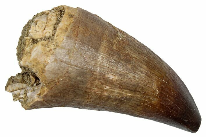 Fossil Prognathodontid Mosasaur Tooth - Morocco #345138